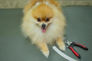 a small dog on a groomer's table next to items for trimming claws photo