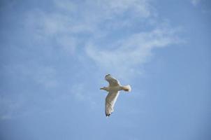 a seagull flies in the blue sky photo