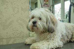 lanudo sucio perro en un peluquero mesa foto