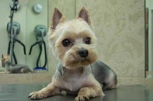 York dog on groomer's table after a haircut photo