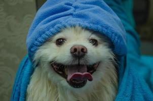 dog after washing in a towel and in a hair cap. photo