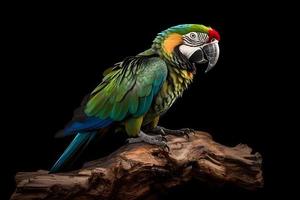 Macaw parrot on dark background photo