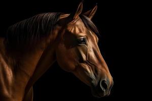 Brown horse on dark background photo