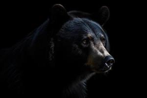 Bear on dark background photo