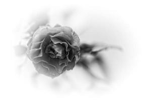 beautiful pink rose on a light garden background in close-up photo