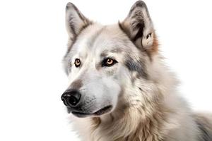 wolf on a white background photo