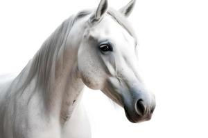 White horse on white background photo