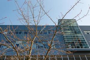 Tacoma, Washington, USA. March 2021. Tree branches on the background of a building in downtown photo