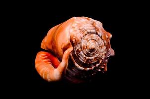 Seashell on black background photo