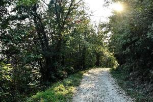 A path in the forest photo