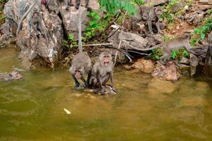 The monkey is walking on the rock at reservior. photo