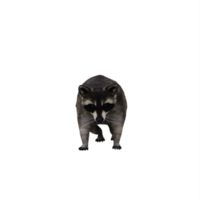 3d guaxinim isolado png