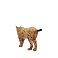 3d lynx geïsoleerd png