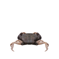 rotsachtig kust krab png