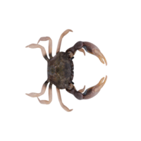 Rocky shore crab png