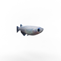 3d medaka fisk isolerat png