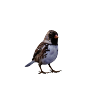 3d Spatz isoliert png