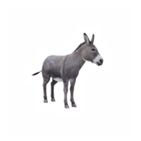 3d Burro aislado png