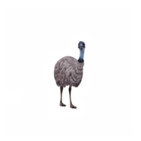 3d Emu isolated png