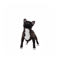 3d francese bulldog png