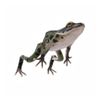 3d grenouille isolé png