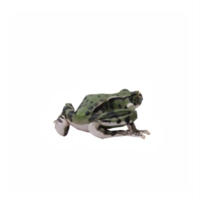 3d Frog isolated png