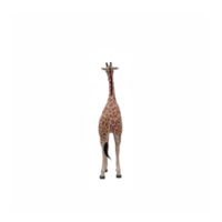 3d giraffe geïsoleerd png