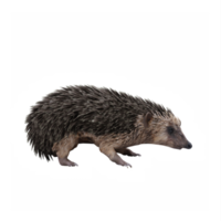 3d Hedgehog isolated png