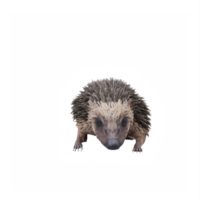 3d erizo aislado png