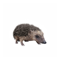 3d Igel isoliert png