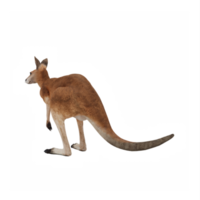 3d Kangaroo isolated png