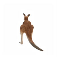 3d känguru isolerat png