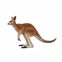 3d kangoeroe geïsoleerd png