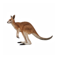 3d känguru isolerat png