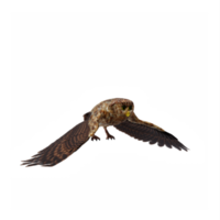 3d Owl isolated png
