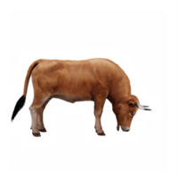 granja animal buey png