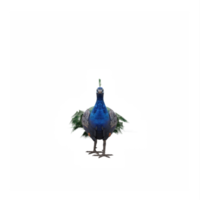 3d pavo real aislado png