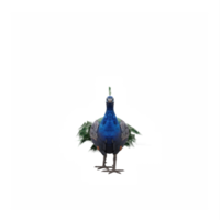 3d pauw geïsoleerd png