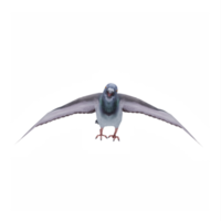 3d Pigeon isolé png