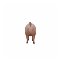 3d cute pig isolated png