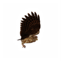 3d hibou isolé png