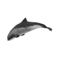 3d focena delfino isolato png
