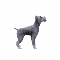 Schnauzer perro aislado png