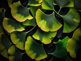 Ginkgo biloba green leaves background created with technology photo