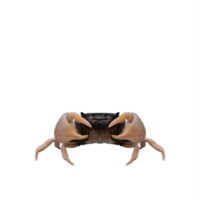 rocheux rive Crabe png