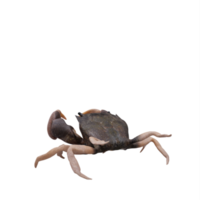 rocheux rive Crabe png