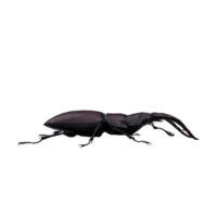 3d Stag Beetle png