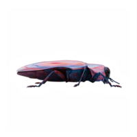 3d Agrilus isoliert png