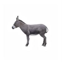 3d Burro aislado png