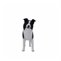 3d hund border collie png